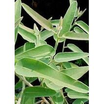Eucalyptus citriodora (Lemon)