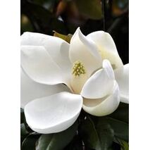 Magnolia ABS
