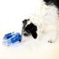 Treat Dispensing Dog Toy - Link