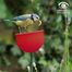 Wild Bird Feeding Cup - Assorted Colors